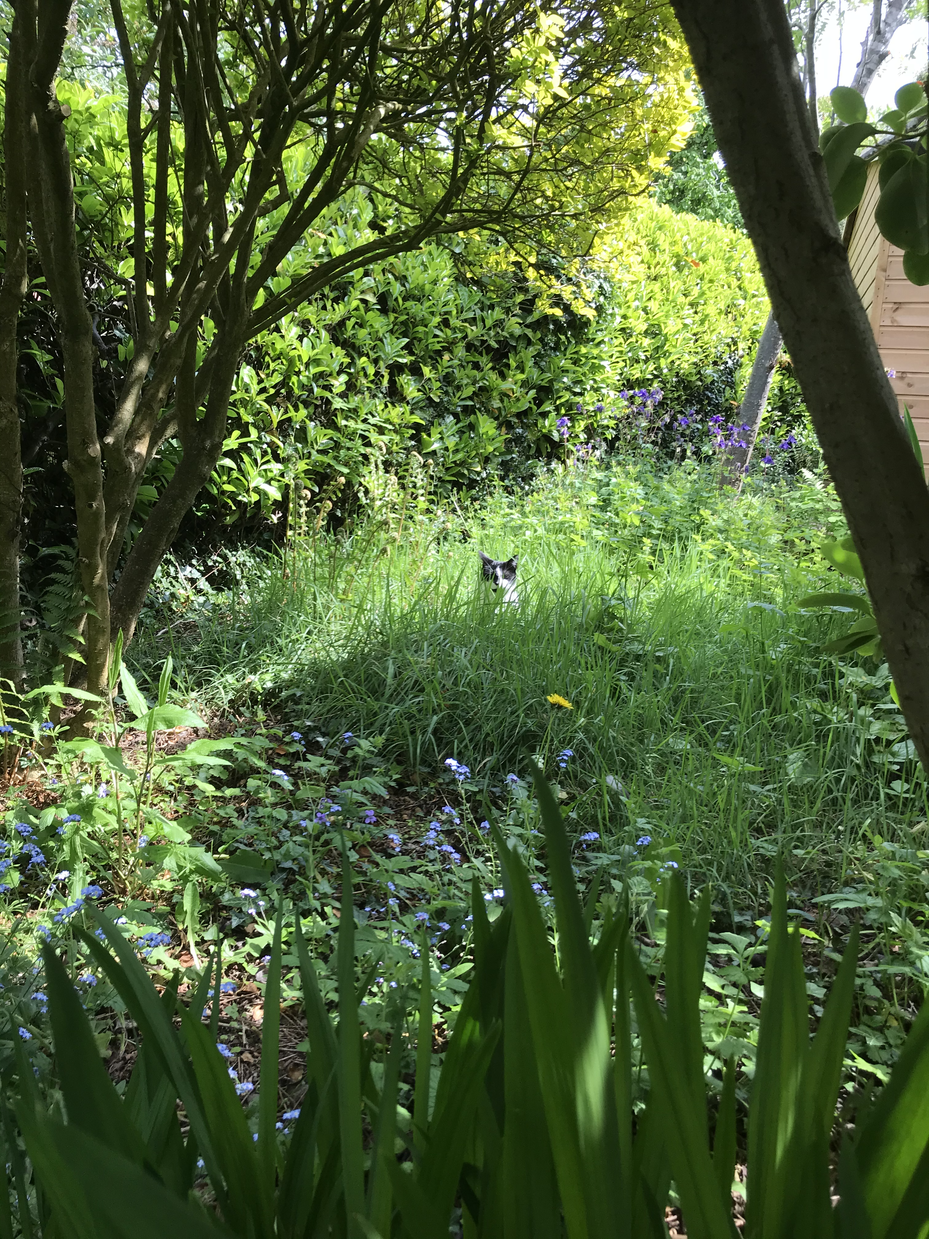 Garden project